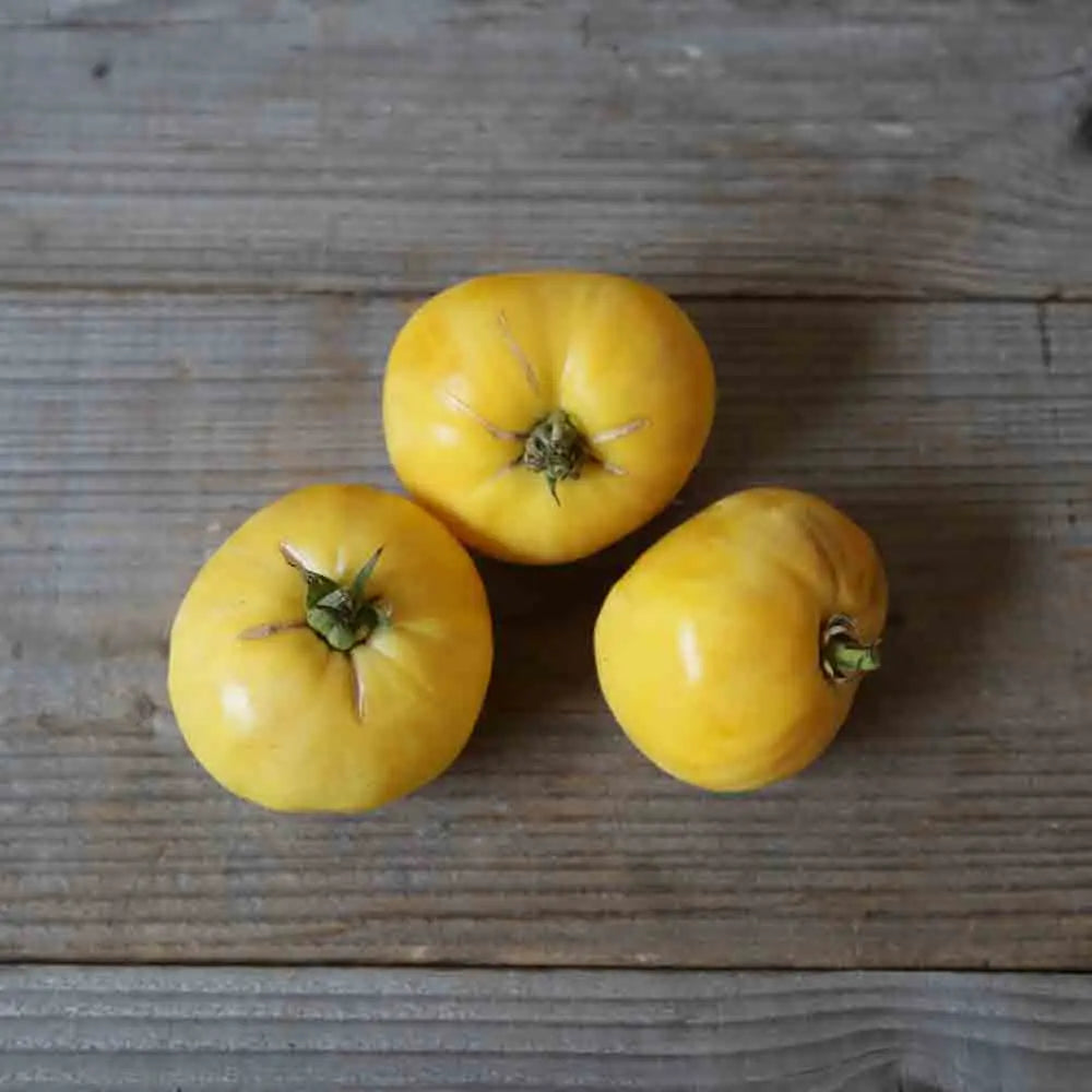 TOMATE GREAT WHITE BEEFSTEAK AB 