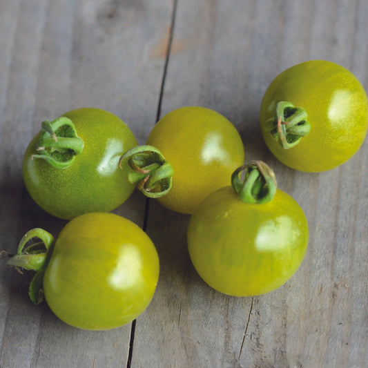 TOMATE GREEN DOCTOR´S FROSTED AB 