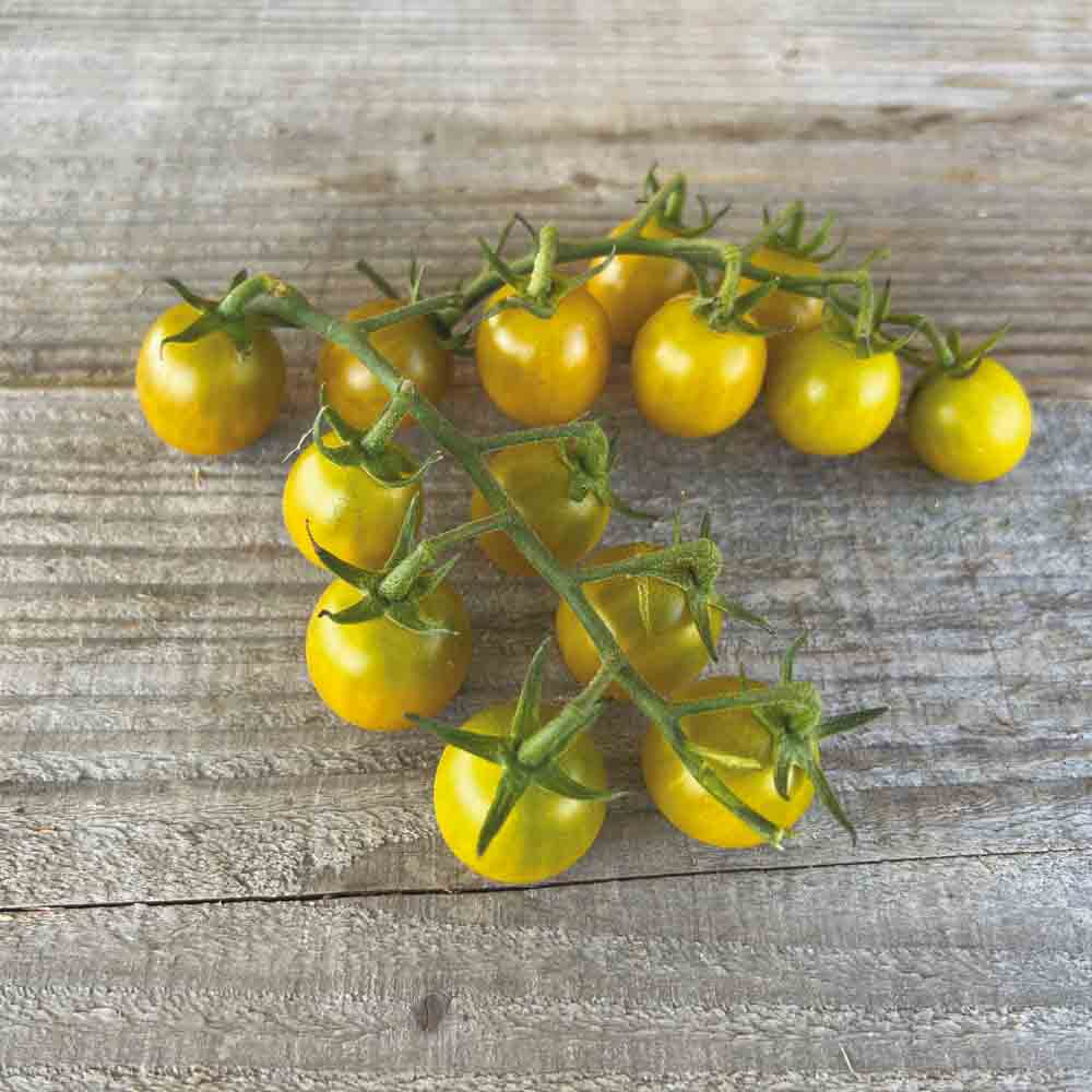 TOMATE GREEN GRAPE AB 
