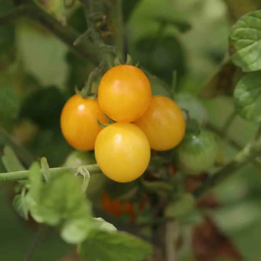TOMATE GROSEILLE JAUNE TYPE PETIT MOINEAU AB 