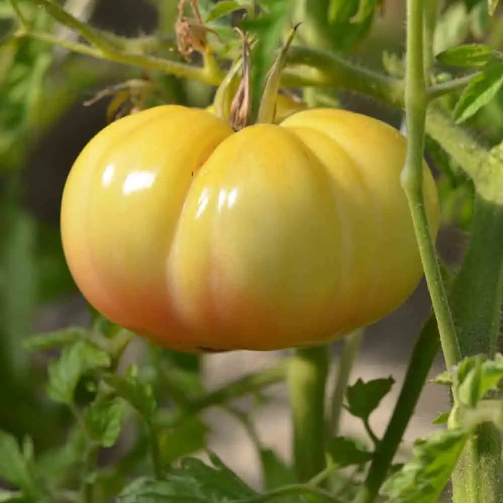 TOMATE JACK WHITE AB 