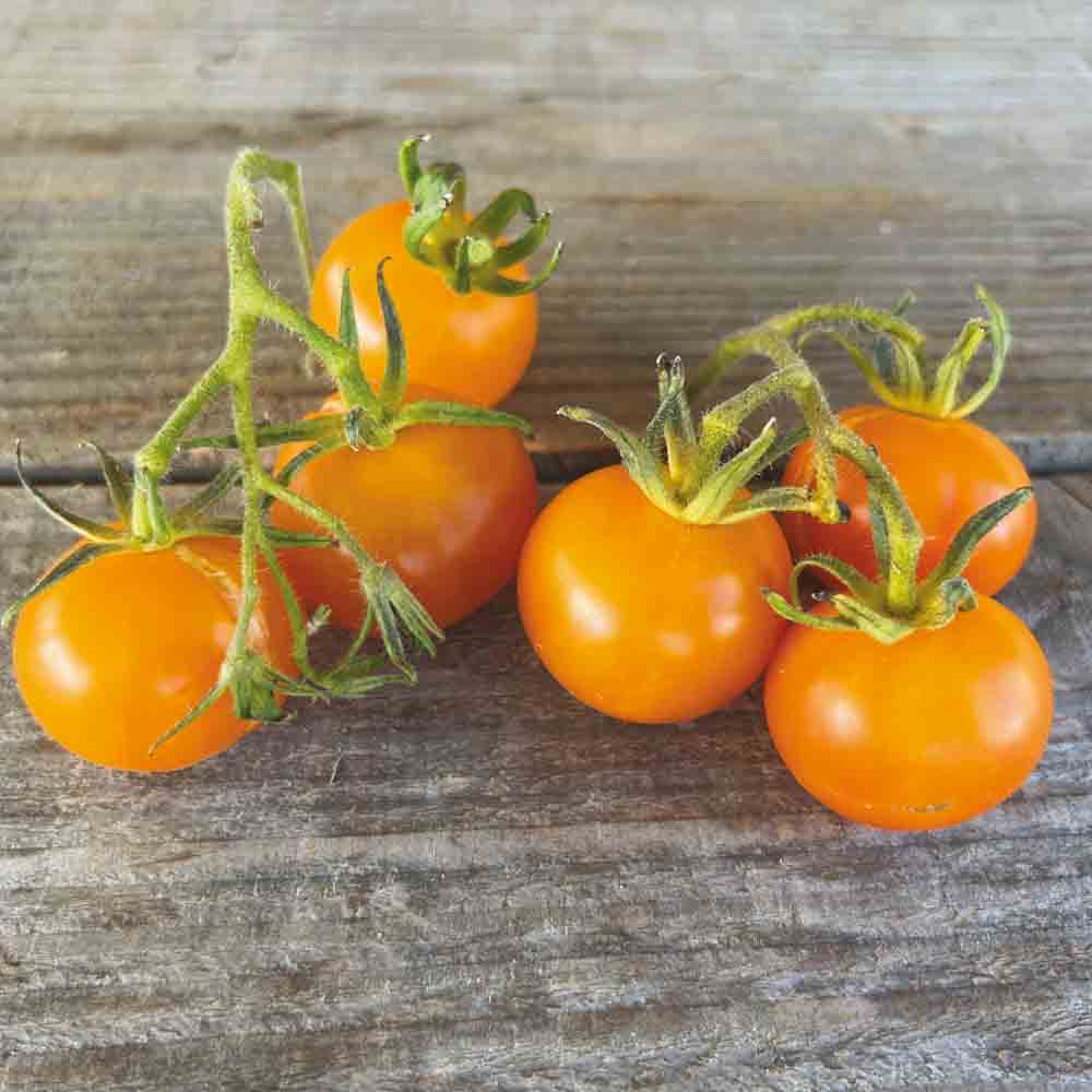 TOMATE JAUNE DE THOUNE AB 