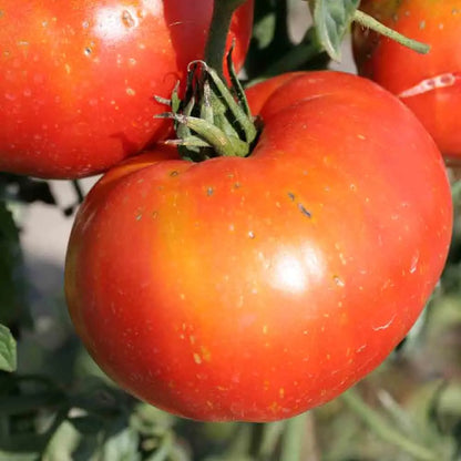 TOMATE JOIE DE LA TABLE AB 