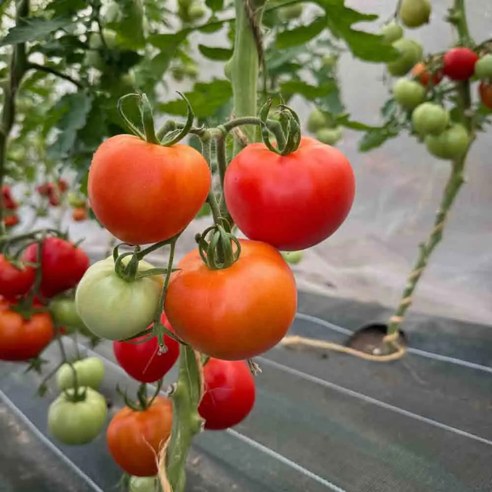 TOMATE KAROS AB 