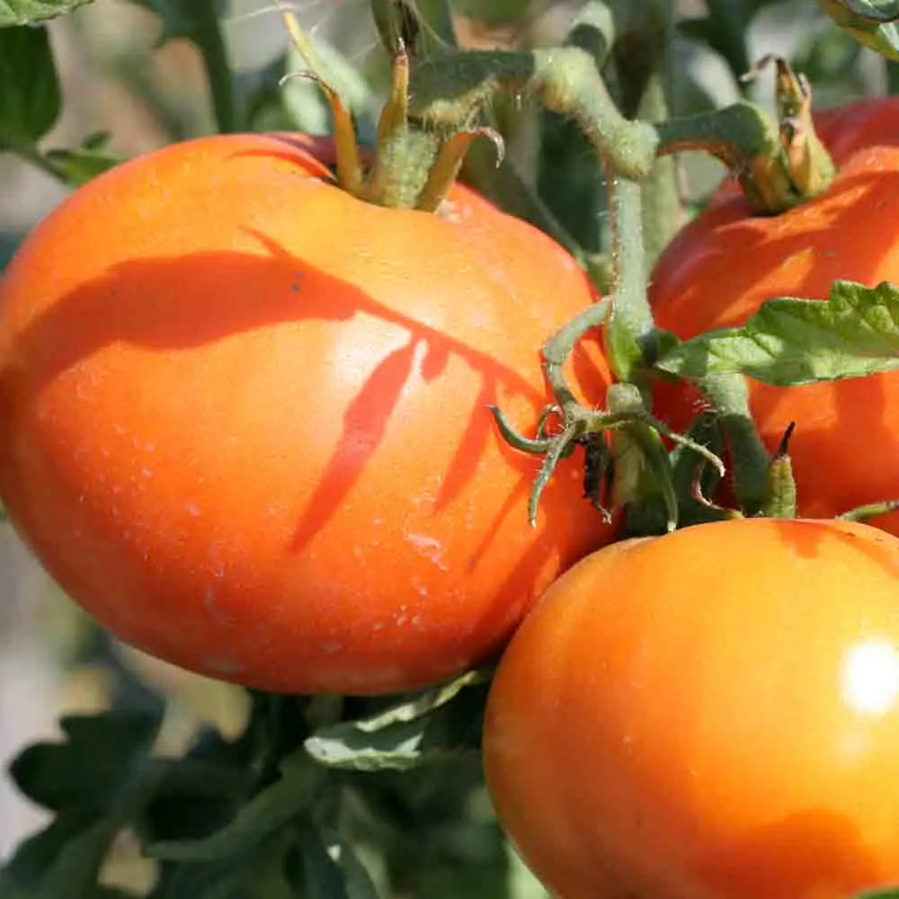 TOMATE LA CAROTINA AB 