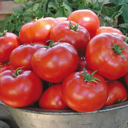 TOMATE LEGEND AB 