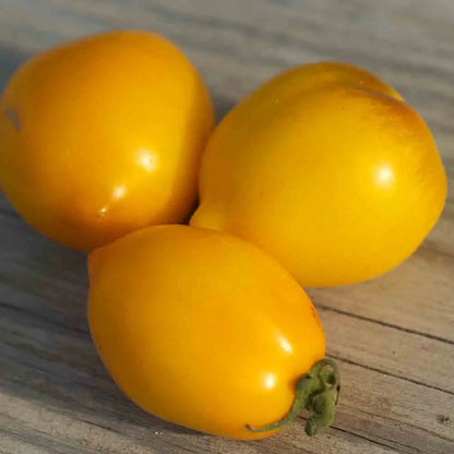 TOMATE LEMON TREE AB 