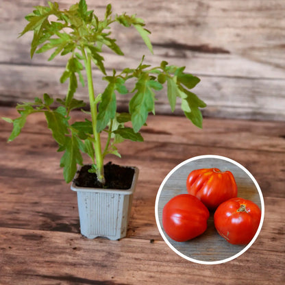 TOMATE LIGURIA PLANT AB 