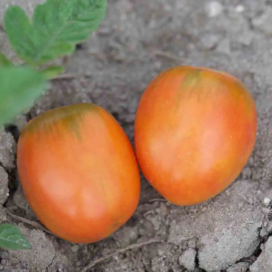 TOMATE MADAGASCAR AB 