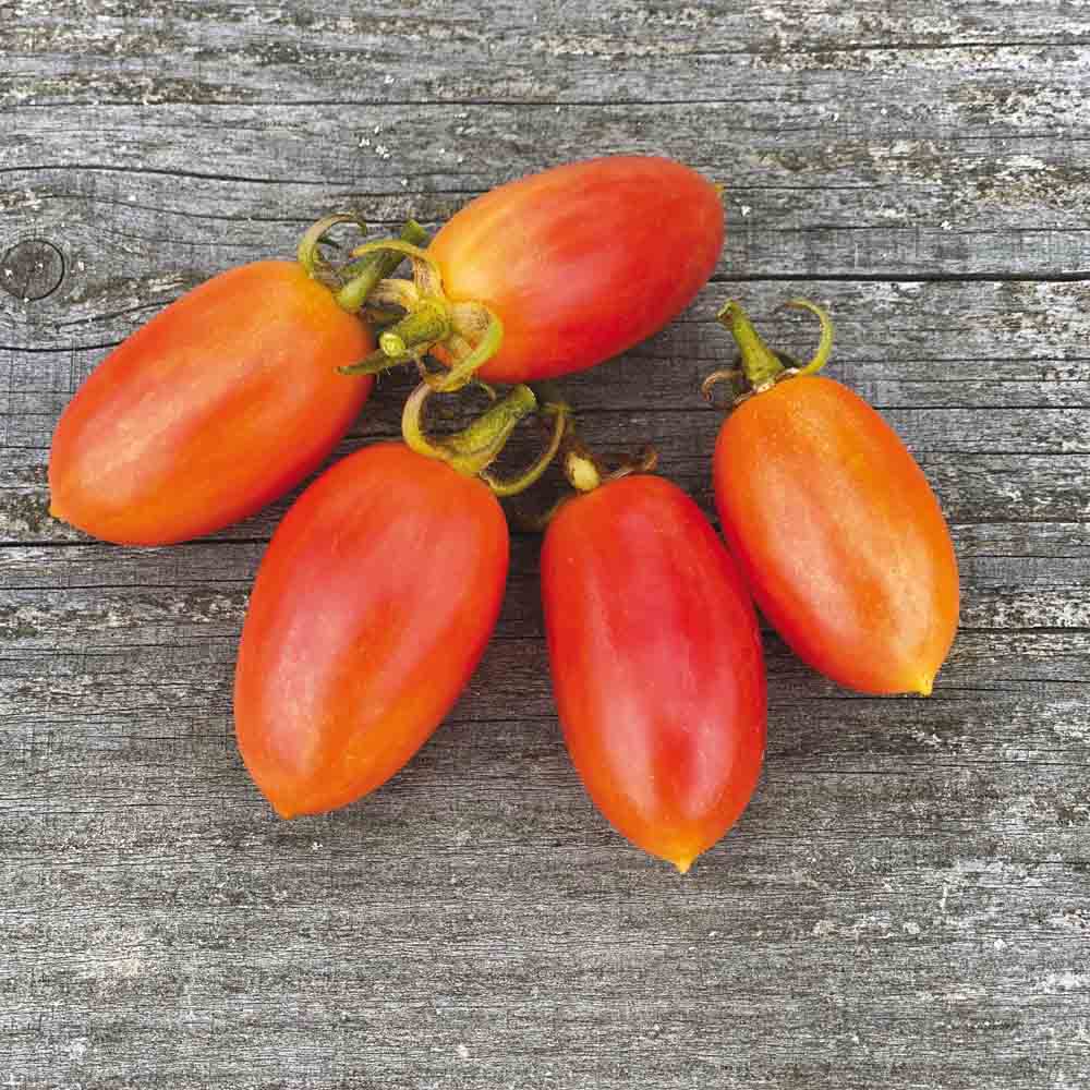 TOMATE MAGLIA ROSSA AB 