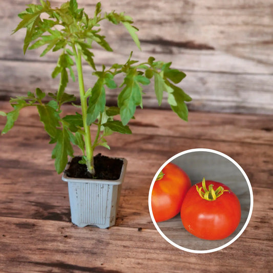 TOMATE MARMANDE  AB - PLANT 