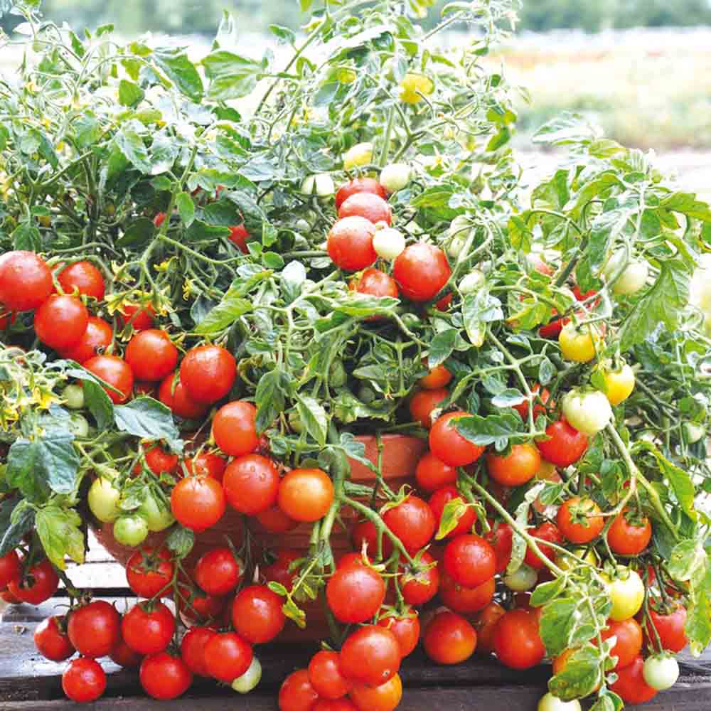 TOMATE MASKOTKA AB 