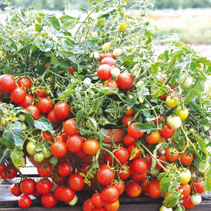 TOMATE MASKOTKA AB 