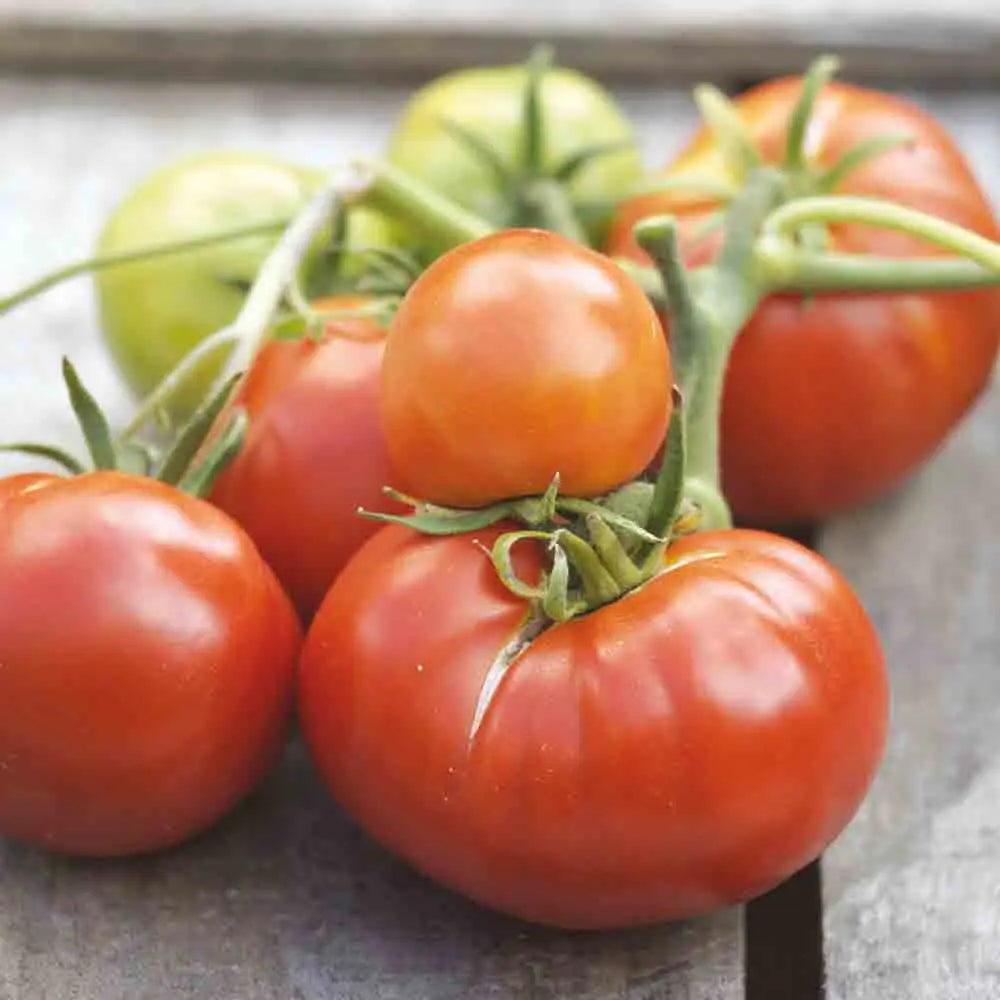 TOMATE MATINA AB 