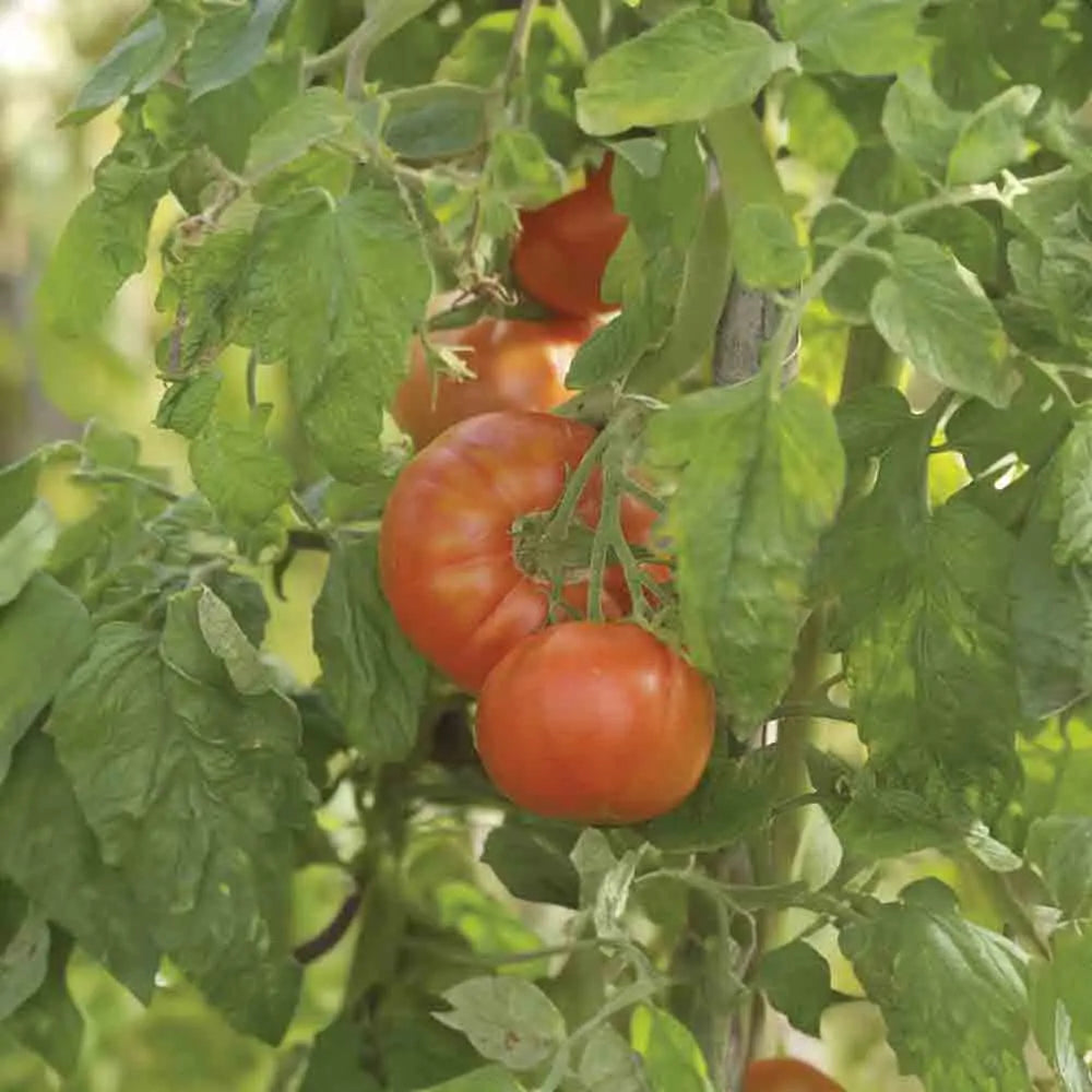 TOMATE MERVEILLE DES MARCHES AB 