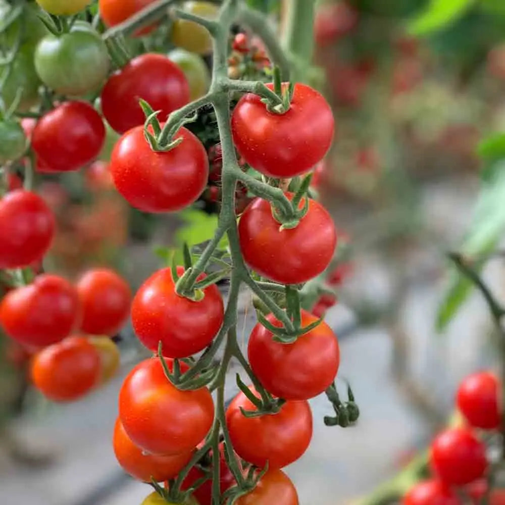 TOMATE MIEL DU MEXIQUE AB 