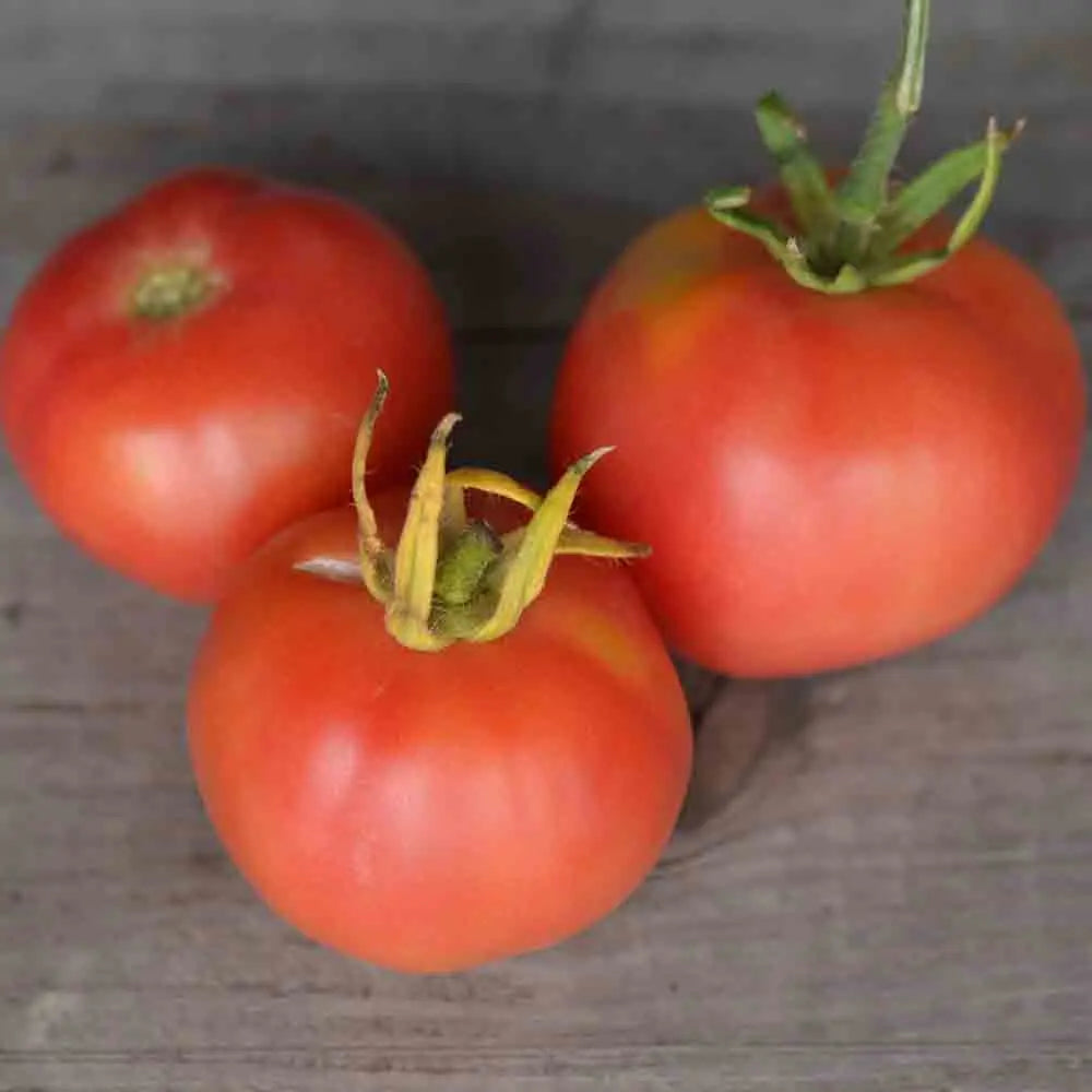 TOMATE MIKADO VIOLETOR AB 
