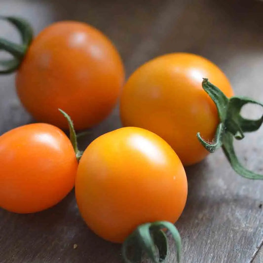 TOMATE MINI ORANGE AB 