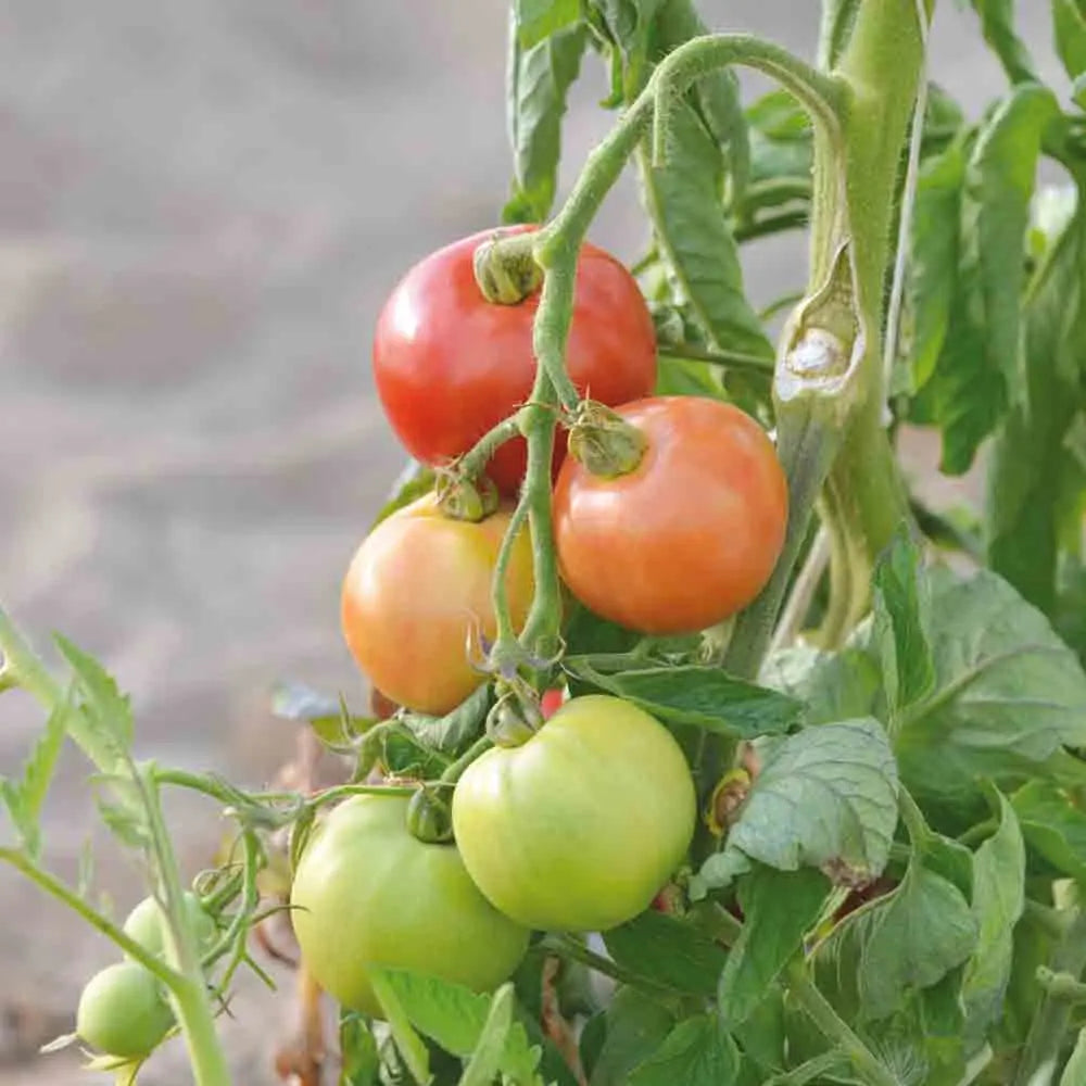 TOMATE MONDA MONTFAVET AB 