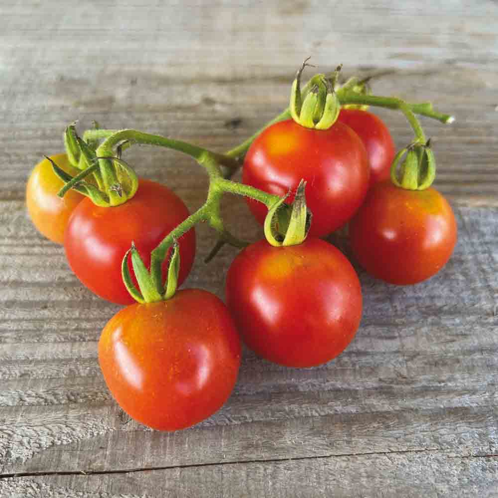 TOMATE MONEYMAKER AB 