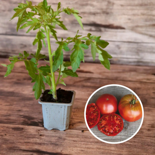 TOMATE NOIRE DE CRIMEE PLANT AB 
