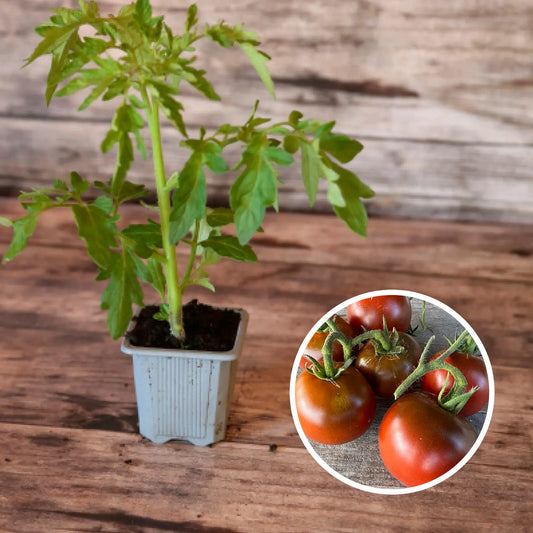 TOMATE NOIRE RUSSE PLANT AB 
