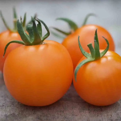 TOMATE ORANGE BOURGOIN AB 