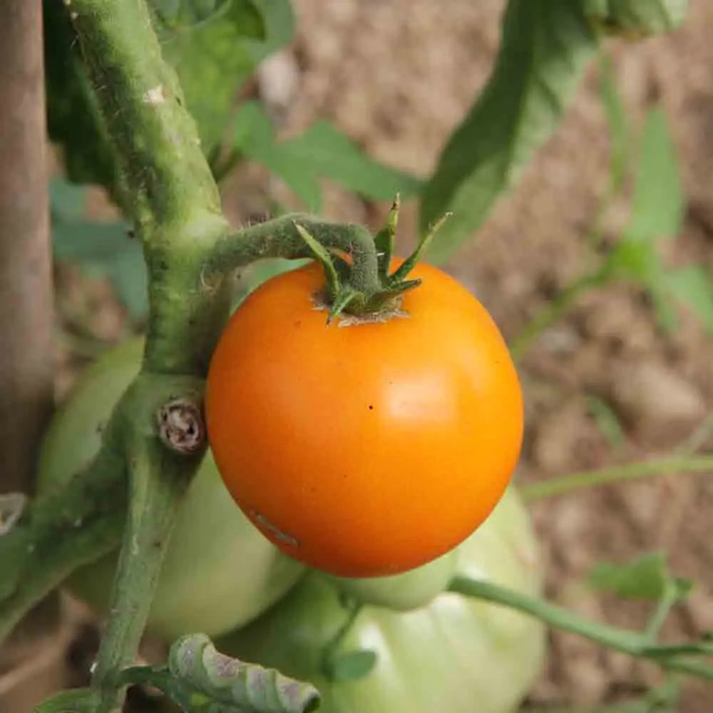 TOMATE ORANGE QUEEN AB 