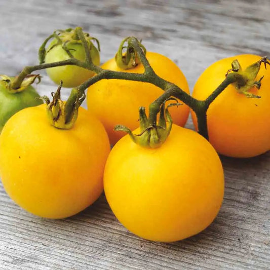 TOMATE PECHE JAUNE AB 