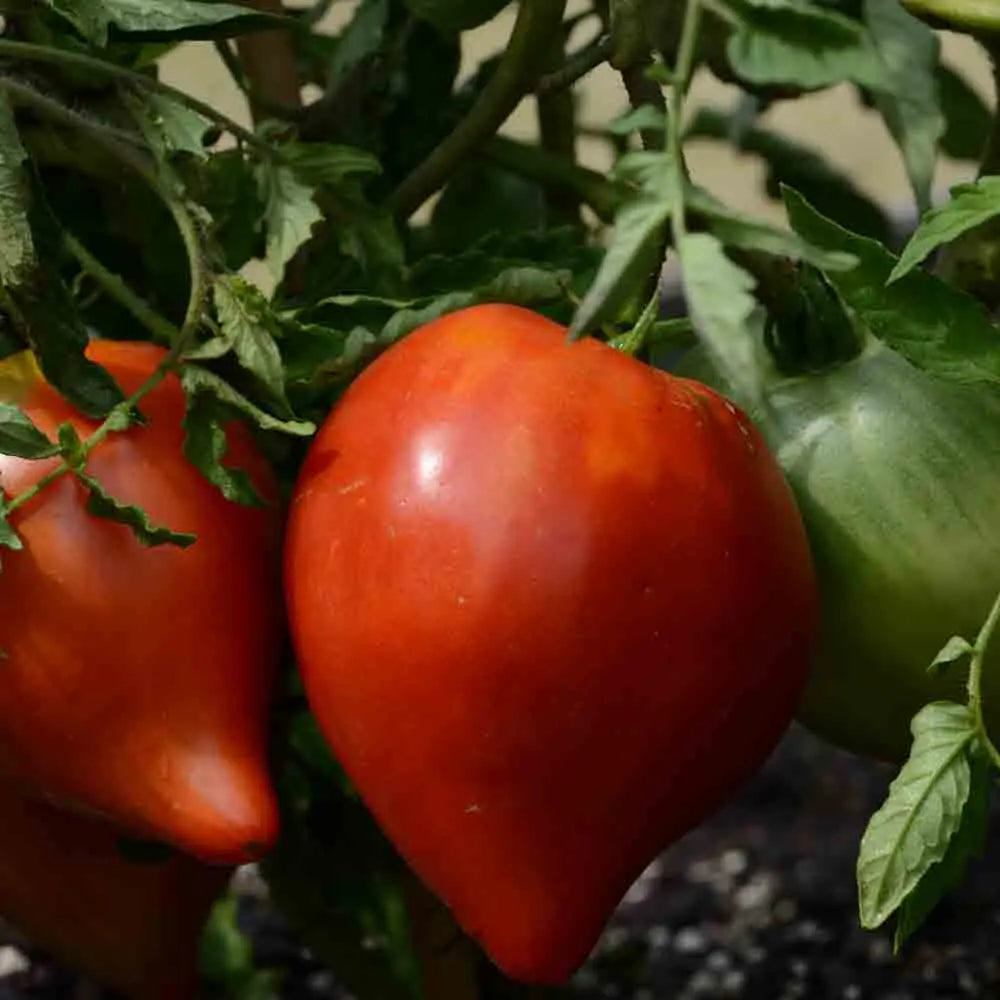 TOMATE PETIT COEUR DE BOEUF AB 