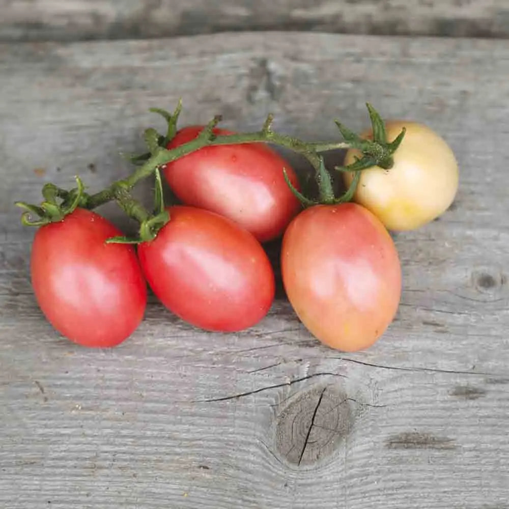 TOMATE PINK THAI EGG AB 