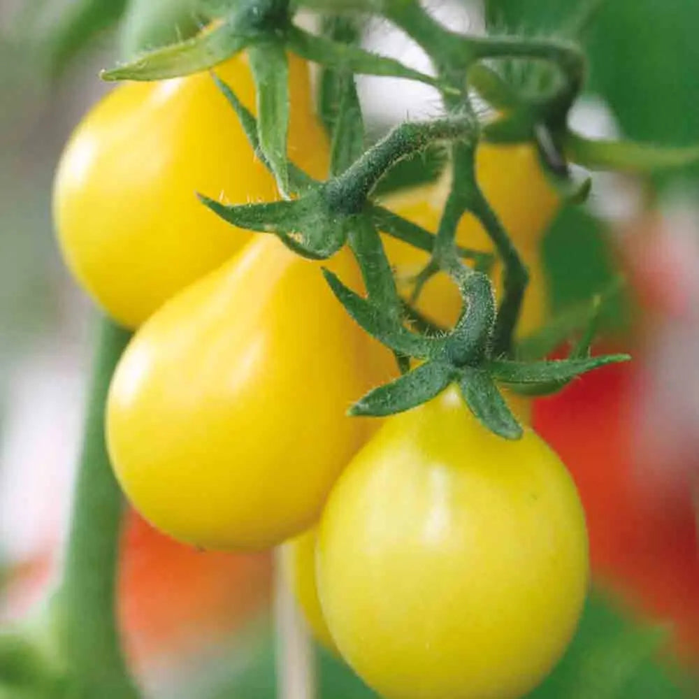 TOMATE POIRE JAUNE AB 