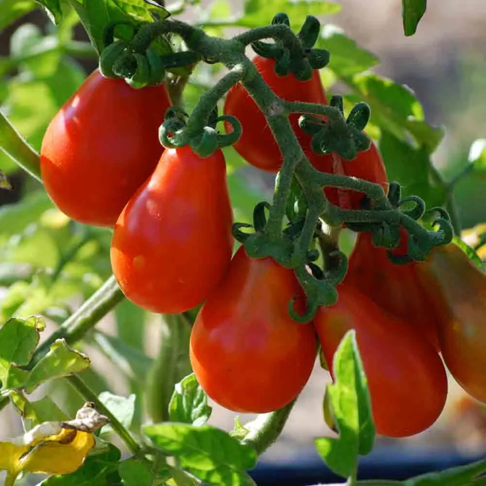 TOMATE POIRE ROUGE AB 