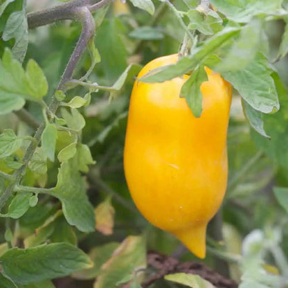 TOMATE POIVRON JAUNE AB 