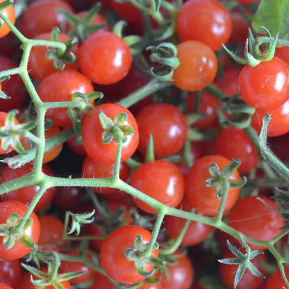 TOMATE POKUSA AB 