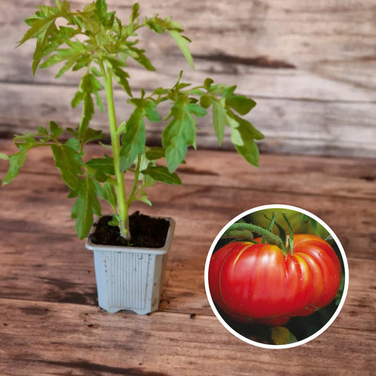 TOMATE POTIRON ECARLATE PLANT AB 