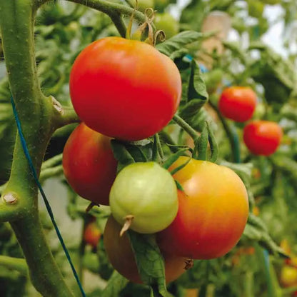 TOMATE PRECOCE DE QUIMPER AB 