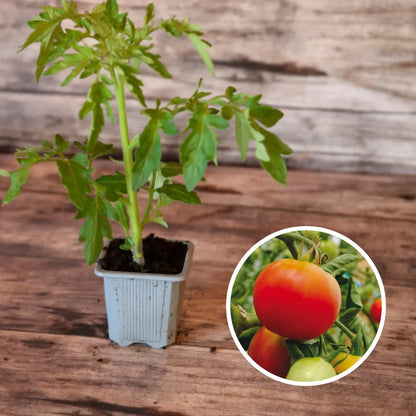 TOMATE PRECOCE DE QUIMPER PLANT AB 