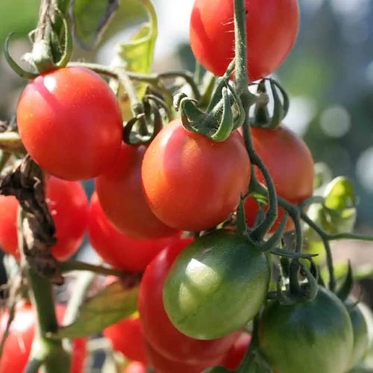 TOMATE PRINCE BORGHESE AB 