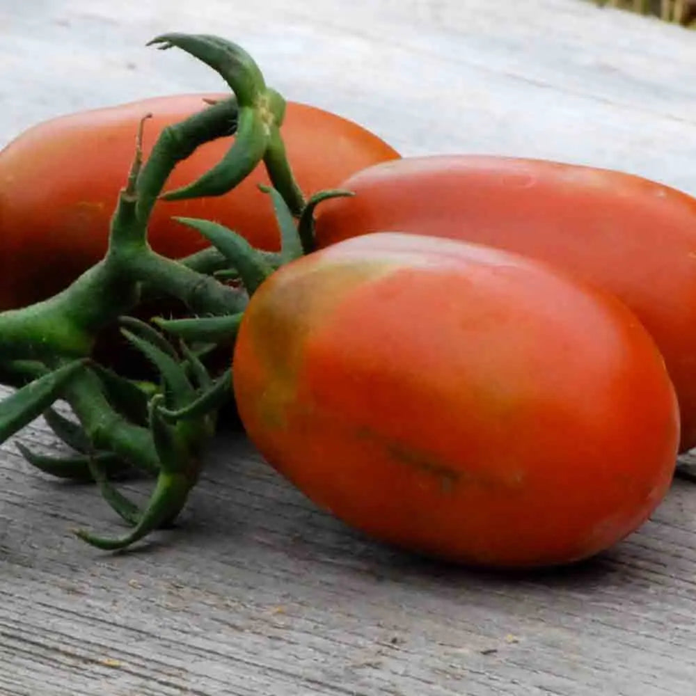 TOMATE PRUNE NOIRE AB 