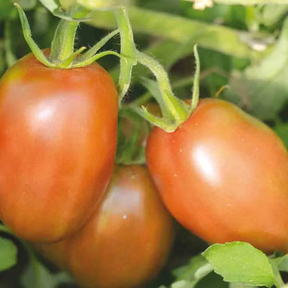 TOMATE PURPLE RUSSIAN AB 