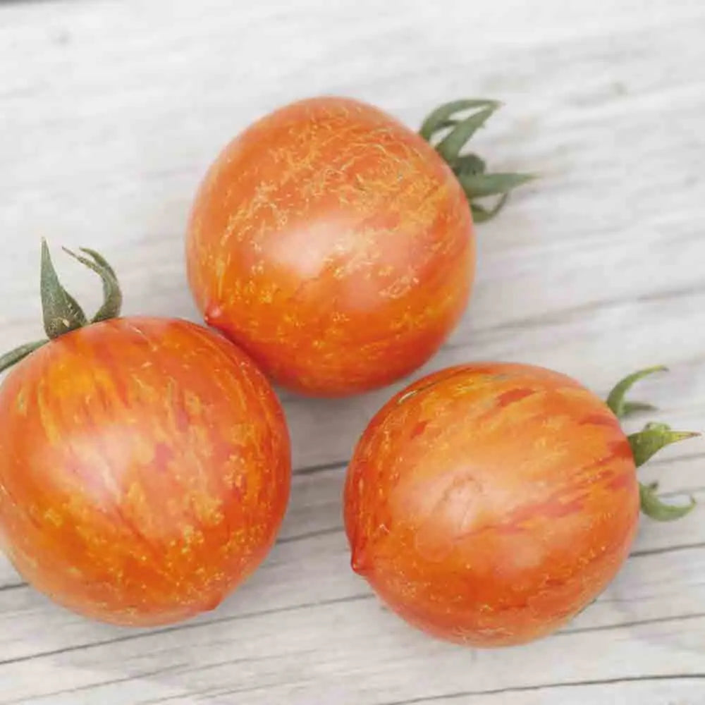 TOMATE RED ZEBRA AB 