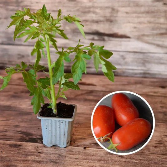 TOMATE ROMA  AB - PLANT 