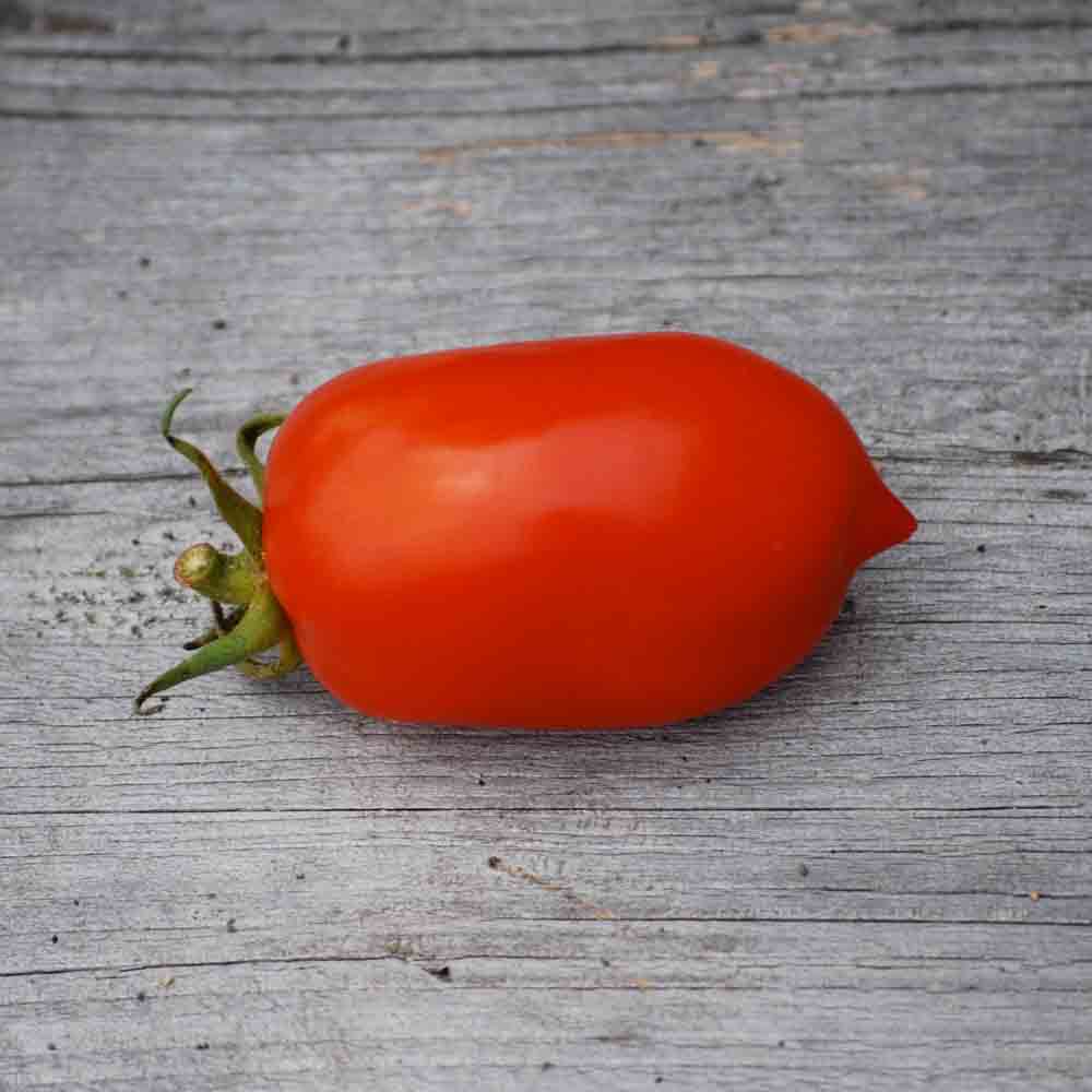 TOMATE ROMA VF AB 