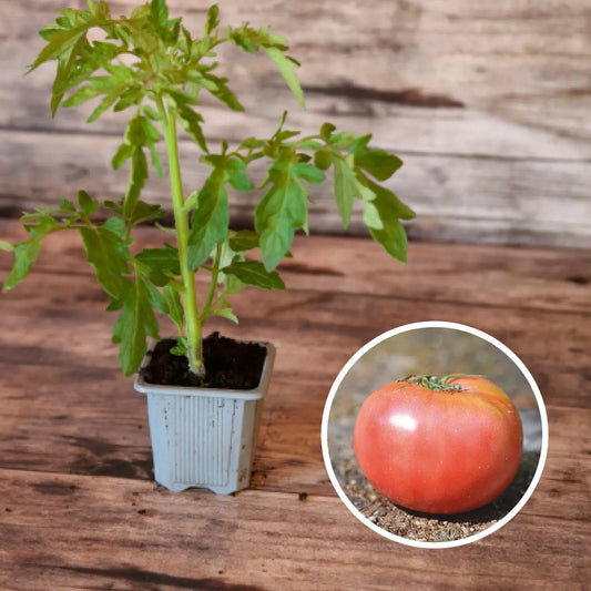 TOMATE ROSE DE BERNE PLANT AB 