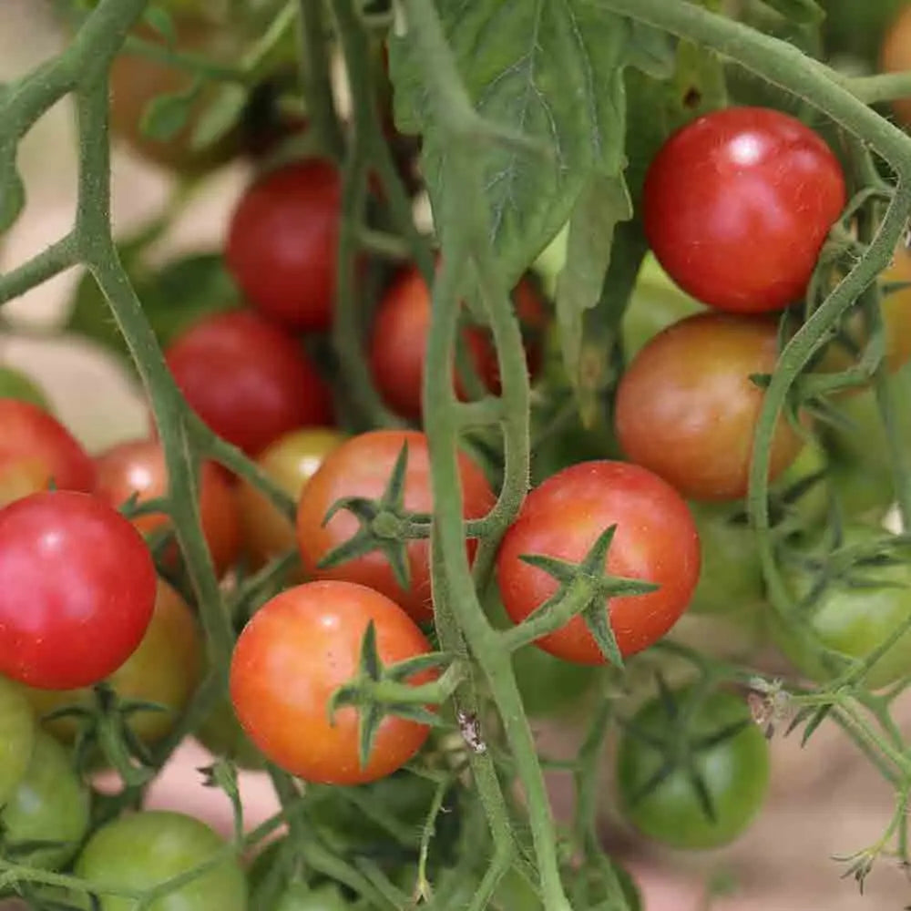 TOMATE ROSE QUARTZ MULTIFLORA AB 