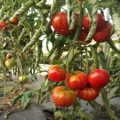TOMATE ROUGE DE NAMUR AB 