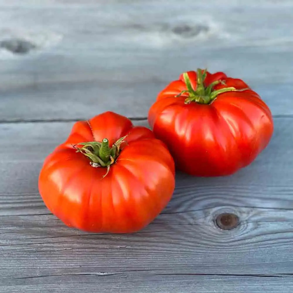 TOMATE RUSSE AB 
