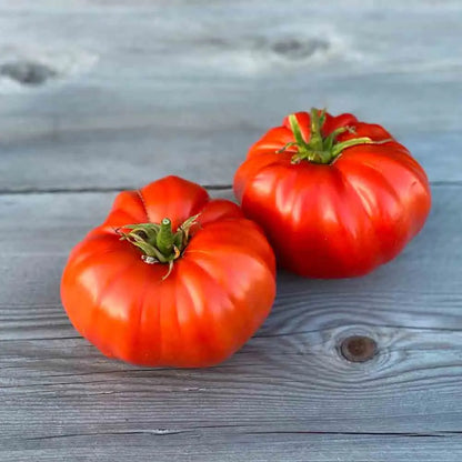 TOMATE RUSSE AB 