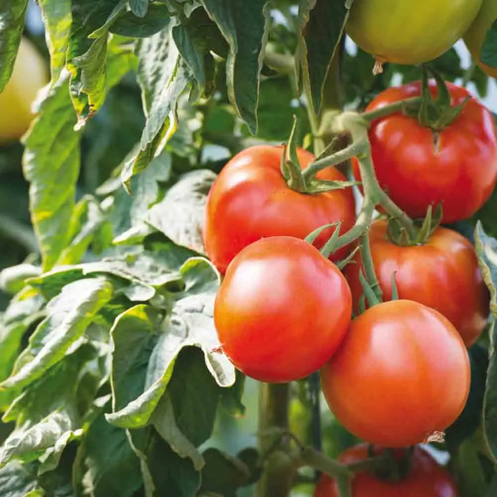 TOMATE SAINT PIERRE AB 